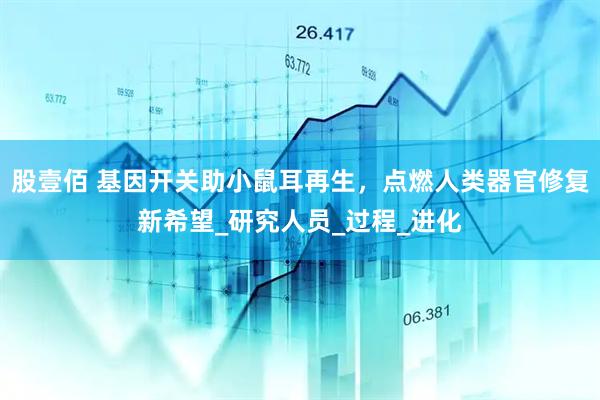 股壹佰 基因开关助小鼠耳再生，点燃人类器官修复新希望_研究人员_过程_进化